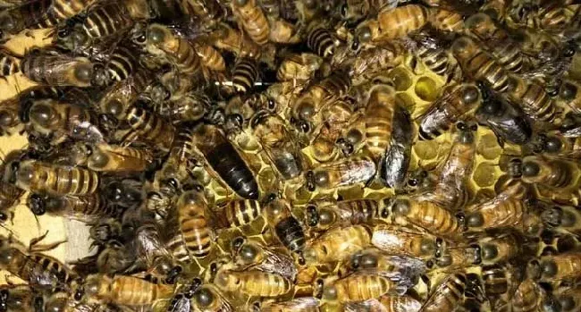 如何判断蜂王交尾成功？
