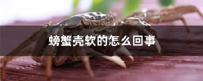 螃蟹壳软的怎么回事