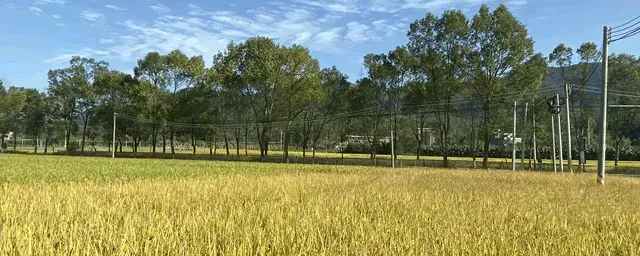 水稻叶尖发黄是什么病