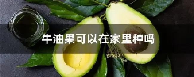 牛油果可以在家里种吗