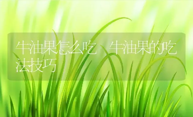 牛油果怎么吃 牛油果的吃法技巧 | 养殖资料投稿