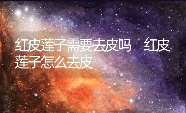 红皮莲子需要去皮吗 红皮莲子怎么去皮 | 养殖资料投稿