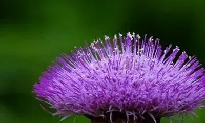 紫色蒲公英的功效与作用 紫色蒲公英的花语