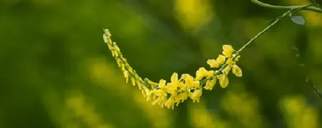 草木樨什么时候开花？