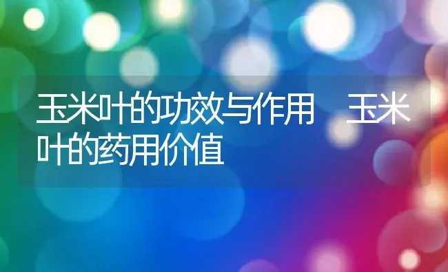 玉米叶的功效与作用 玉米叶的药用价值 | 养殖资料投稿