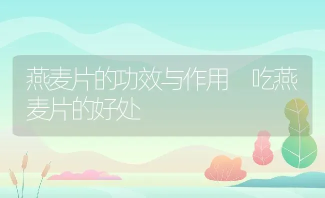 黑米的功效与作用 黑米粥的做法 | 养殖资讯