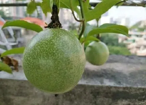 种菜|阳台种百香果怎样才能结果多 最佳种植方法