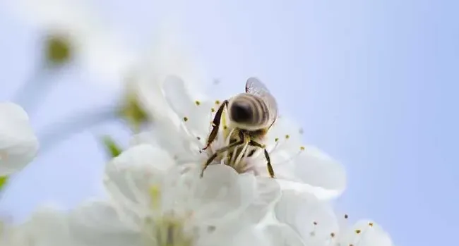 蜜蜂是怎么采蜜的