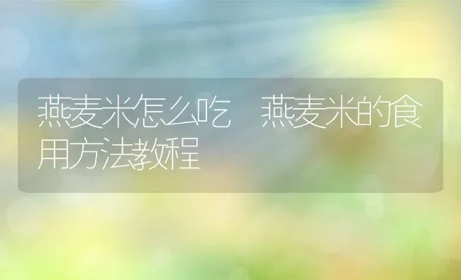 燕麦米怎么吃 燕麦米的食用方法教程 | 养殖资讯
