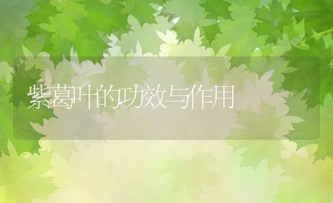 紫葛叶的功效与作用 | 养殖资料投稿