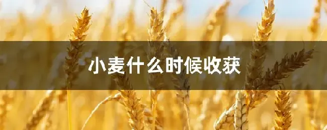 小麦什么时候收获