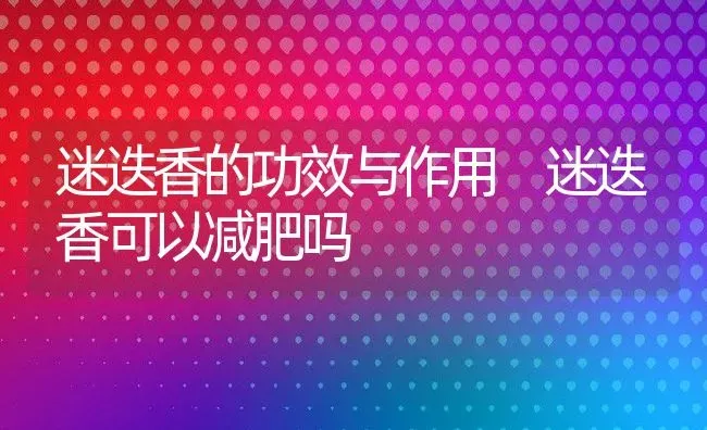 迷迭香的功效与作用 迷迭香可以减肥吗 | 养殖资料投稿