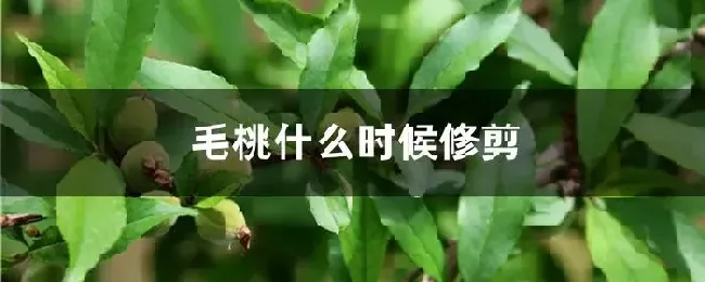 毛桃什么时候修剪