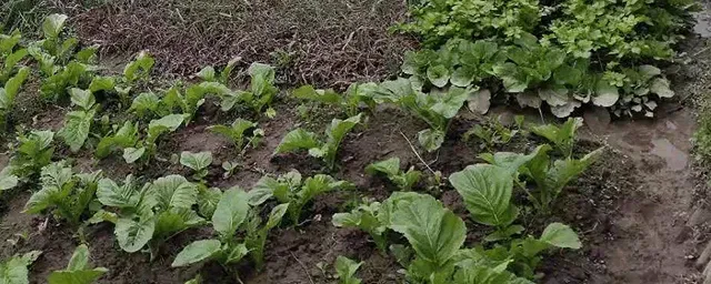 打除草剂的最佳时间