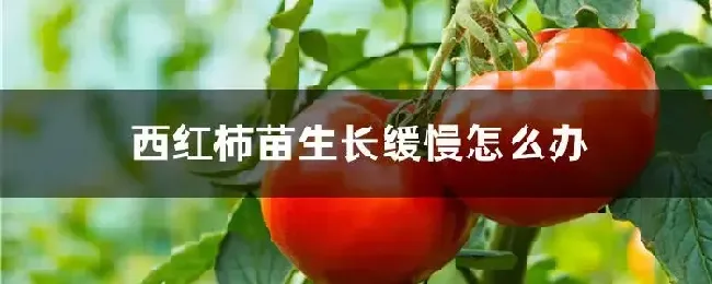 西红柿苗生长缓慢怎么办