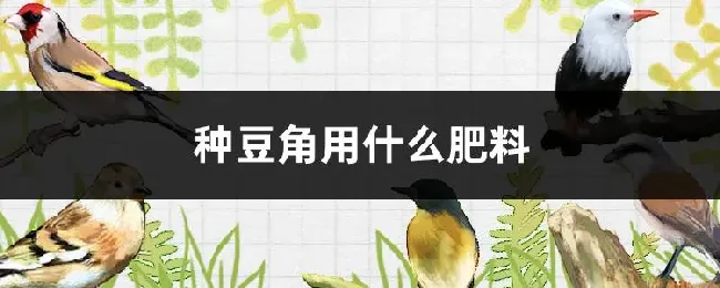 种豆角用什么肥料