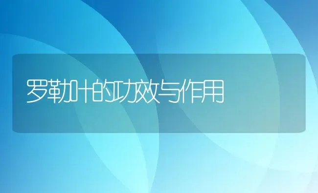 罗勒叶的功效与作用 | 养殖资料投稿