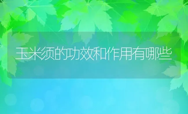 玉米须的功效和作用有哪些 | 养殖资料投稿