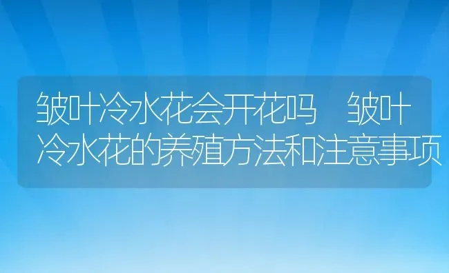 皱叶冷水花会开花吗 皱叶冷水花的养殖方法和注意事项 | 养殖资料投稿