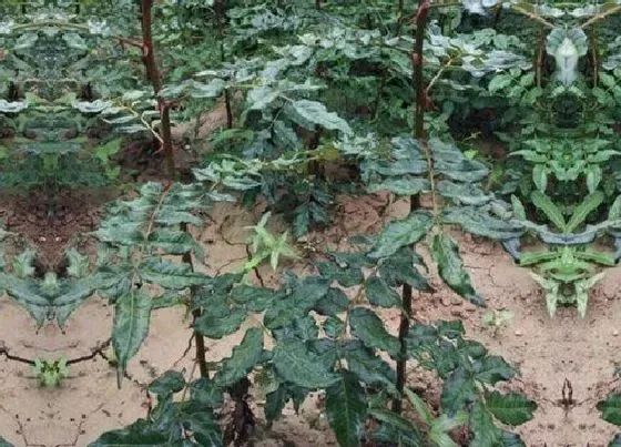 树木|夏季适合种什么树苗好成活 夏天能栽活的树木品种