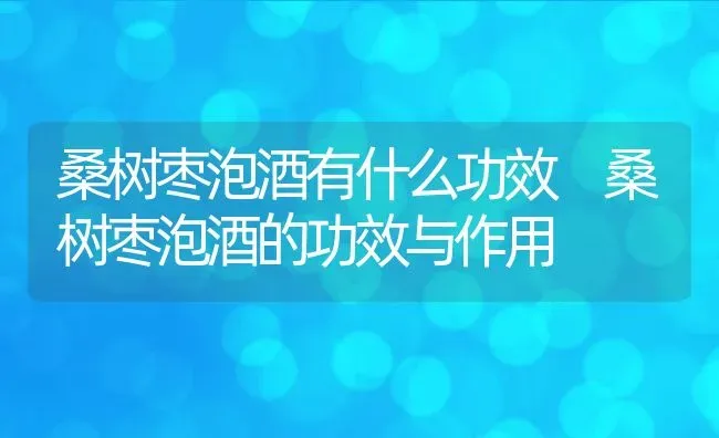 桑树枣泡酒有什么功效 桑树枣泡酒的功效与作用 | 养殖资料投稿