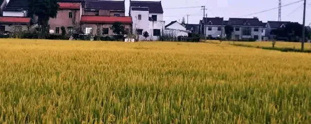 水稻叶尖发黄是什么病