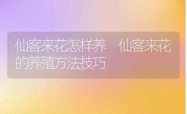 仙客来花怎样养 仙客来花的养殖方法技巧 | 养殖资料投稿