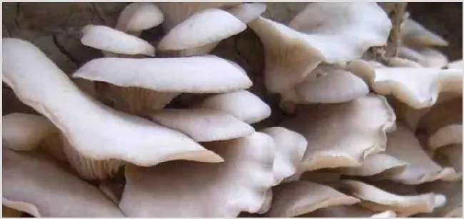 1亩平菇大棚1年能赚钱多少钱 | 养殖赚钱项目
