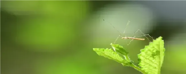 红蜡蚧用什么农药