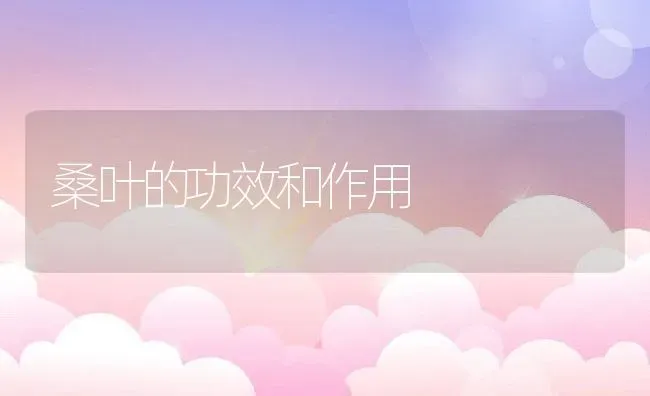 桑叶的功效和作用 | 养殖资料投稿