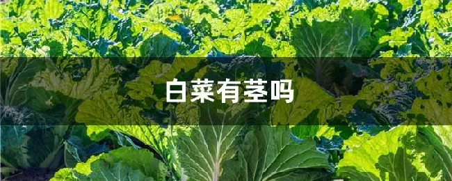 白菜有茎吗