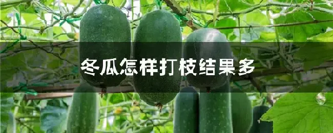 冬瓜怎样打枝结果多