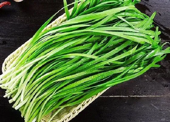 蔬菜|韭菜是什么菜