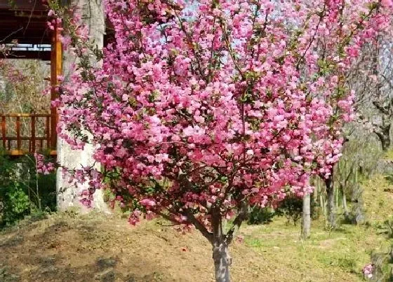 树木|夏季适合种什么树苗好成活 夏天能栽活的树木品种