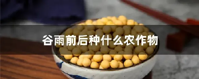 谷雨前后种什么农作物