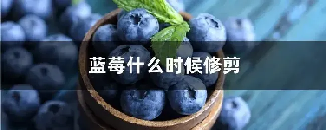 蓝莓什么时候修剪