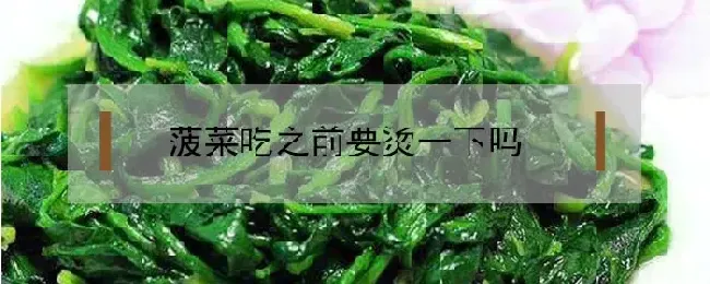 菠菜吃之前要烫一下吗