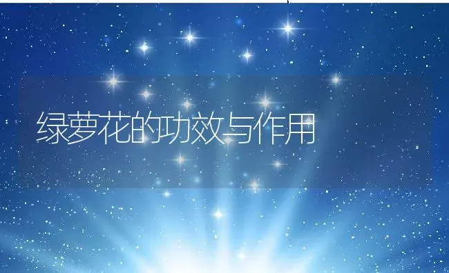 绿萝花的功效与作用 | 养殖资料投稿