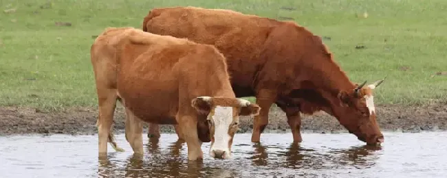 肉牛每天饮水量是多少