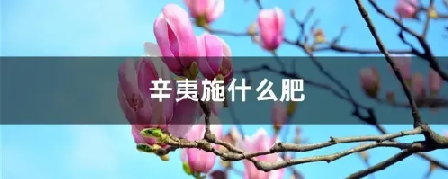 辛夷施什么肥