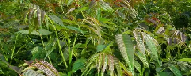 香椿矮化密植技术香椿大棚种植技术
