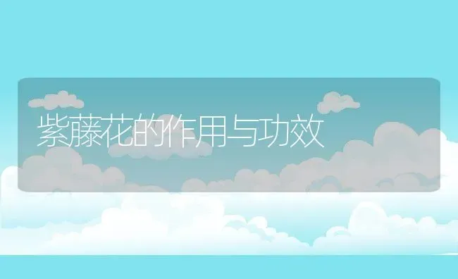 紫藤花的作用与功效 | 养殖资料投稿
