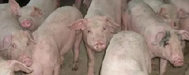 母猪吃生鸡蛋的危害母猪尿黄是什么原因导致的