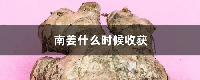 南姜什么时候收获