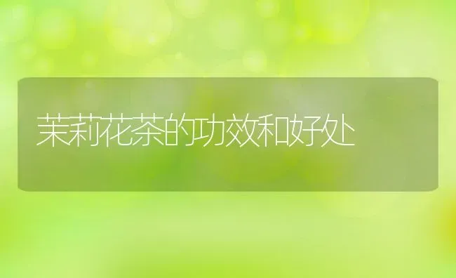 茉莉花茶的功效和好处 | 养殖资料投稿