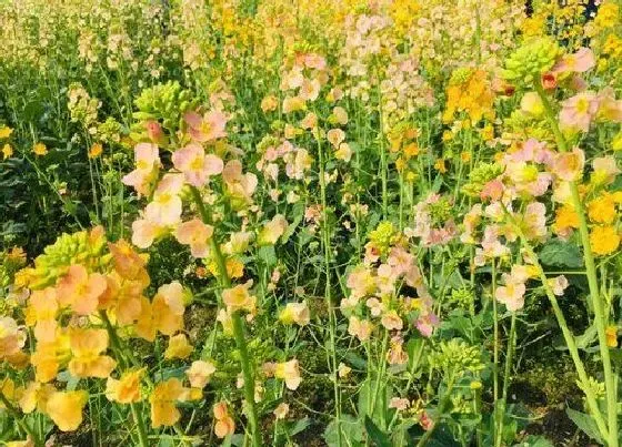 蔬菜|鸡毛菜和油菜是一种菜吗