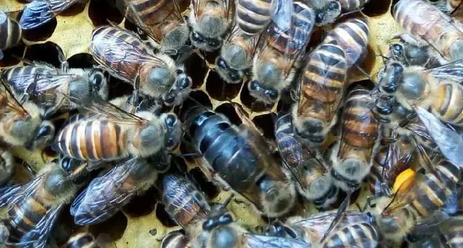 如何判断蜂王交尾成功？
