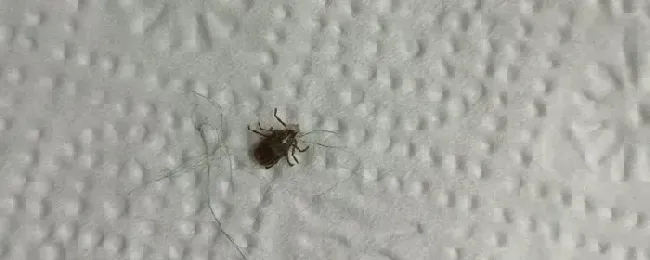 草爬子怕什么气味