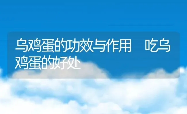 乌鸡蛋的功效与作用 吃乌鸡蛋的好处 | 养殖资料投稿