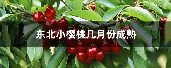 东北小樱桃几月份成熟